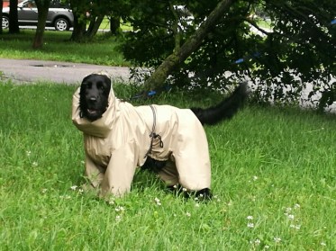 Aramis  suņu apģērbs - lietusmētelis ar kapuci un oderi, XL